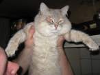 Kitty.JPG