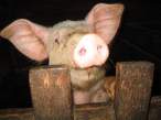 Pig.jpg