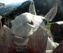 Donkey.jpg