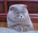 Fat.jpg