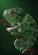 Lizzard.jpg