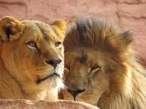 Lion.jpg