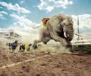 Elephant.jpg