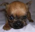 Puppy.jpg