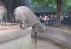 Elephant.jpg
