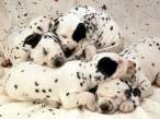 Dalmatians.jpg