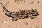 Lizzard.jpg