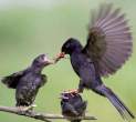 Feeding.jpg