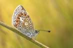Butterfly.jpg