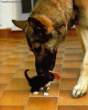 puppy-kiss.jpg