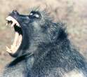 baboon.jpg