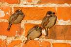 Sparrows.jpg