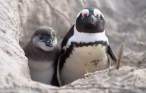 funny_penguin_ad32890n.jpg