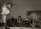 Chess.jpg