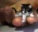 smallest kitten.jpg