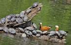 Turtles.jpg