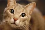 Cat.jpg