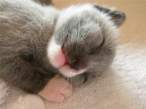 Pussy.jpg