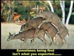 deer_3_some.jpg