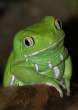 Frog.jpg
