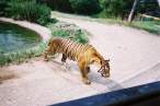 Tiger.jpg