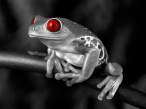 Red Eyed Frog.jpg