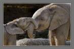 Elephants.jpg
