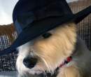 Hat.jpg