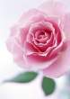 Rose.jpg