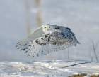 Owl.jpg