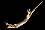 Lizzard.jpg