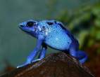 Frog.jpg