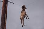 Hanging.jpg