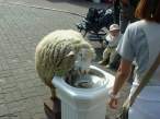 Sheep.jpg