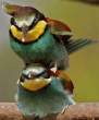 Birds.jpg