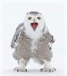 Owl.jpg