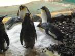 Penguins.jpg