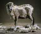 Sheep.jpg