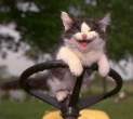 cat.jpg