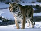 Tiger.jpg