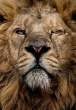 Lion.jpg