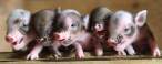 Mini pigs.jpg
