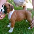 boxer puppy stolen.jpeg