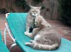 Kitty.jpg