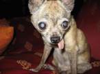 Doggy.jpg
