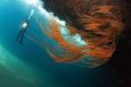 Under the sea.jpg