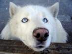 Polar.jpg