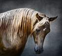 Horse.jpg