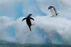 Penguins.jpg