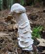 Mushroom.jpg